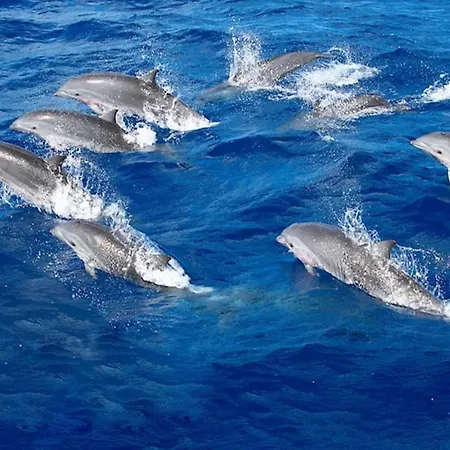 Spacious With Private Jacuzzi And Pool Access Semesterbostad